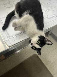 Reunited Female Cat last seen 49th St. and Grays Ave., Phila. 19143, Philadelphia, PA 19143