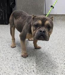 Shelter Stray Male Dog last seen Near BLOCK WHITFIELD ST, DETROIT MI 48204, 7401 Chrysler Dr, Detroit, MI 48211, USA