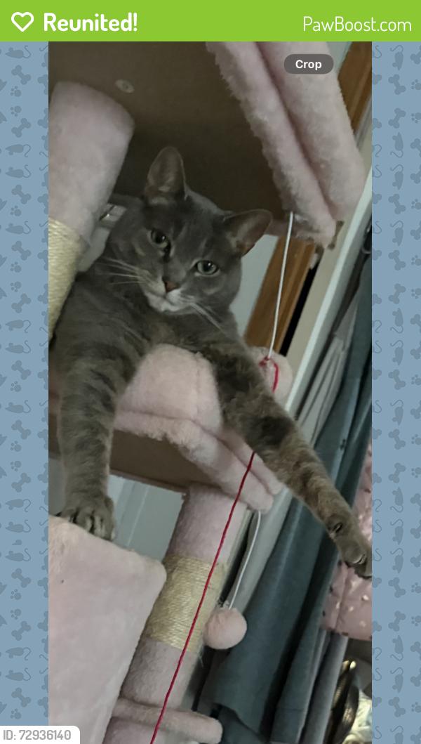 Reunited Male Cat last seen Fox pointe , Dover, DE 19904