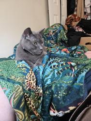 Reunited Male Cat last seen Parkwood lombary , Richmond, VA 23220