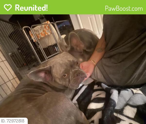 Reunited Male Dog last seen Westcliff buffalo, Las Vegas, NV 89145