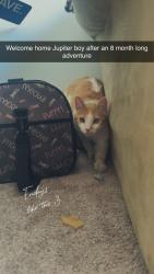 Reunited Male Cat last seen Chambers and quincy, Aurora, CO 80014