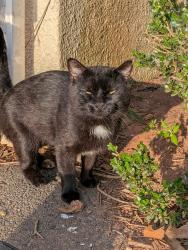 Found/Stray Unknown Cat last seen Near food lion, Rural Hall, NC 27045