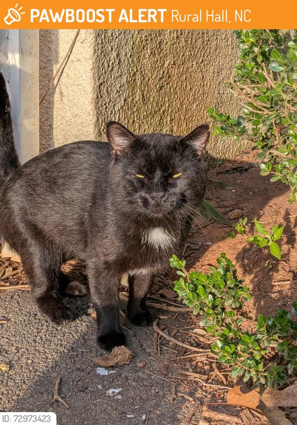 Found/Stray Unknown Cat last seen Near food lion, Rural Hall, NC 27045