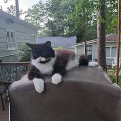 Lost Female Cat last seen Queen and Pilot Ave , Fayetteville, NC 28303