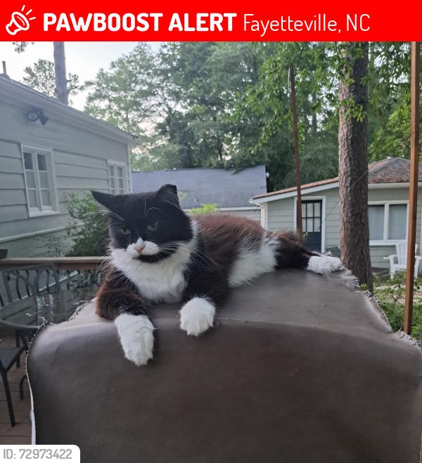 Lost Female Cat last seen Queen and Pilot Ave , Fayetteville, NC 28303