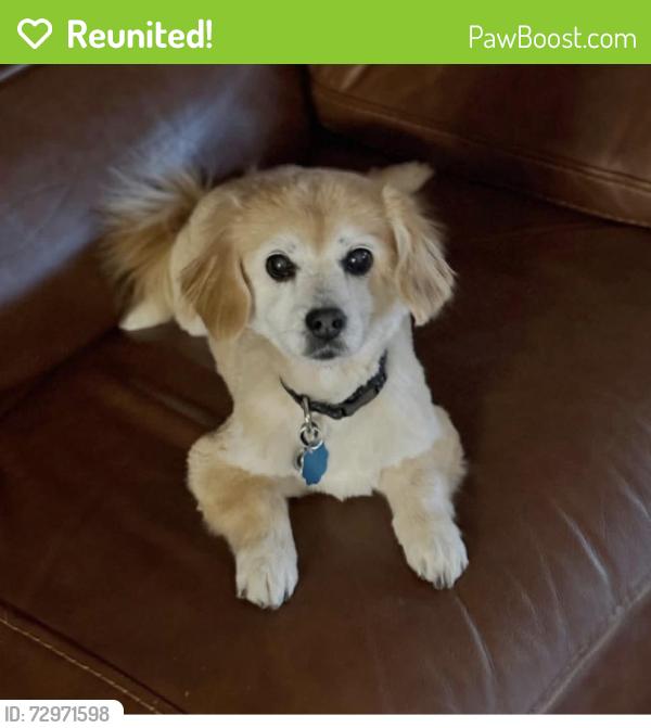 Reunited Female Dog last seen Banks Road, Chick Fil A Dwarf hse, Fayetteville, GA 30214