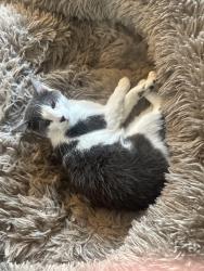 Reunited Female Cat last seen 48th and Chase, Denver, CO 80212