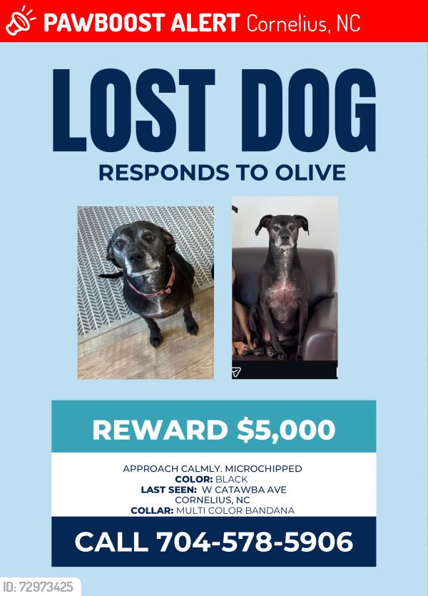Lost Female Dog last seen Publix Cornelius, Cornelius, NC 28031