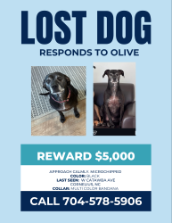 Lost Female Dog last seen Publix Cornelius, Cornelius, NC 28031