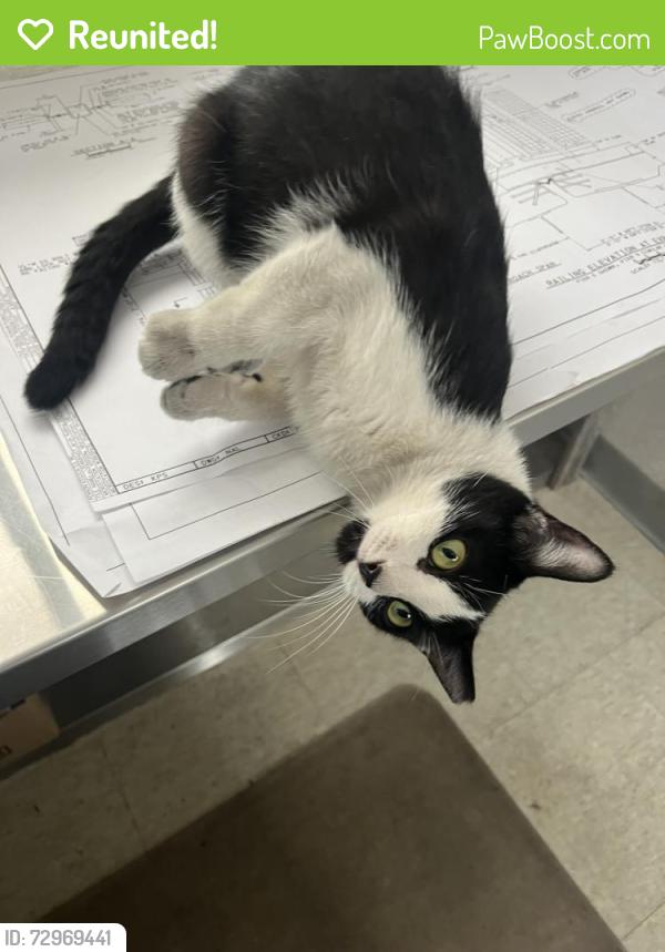 Reunited Female Cat last seen 49th St. and Grays Ave., Phila. 19143, Philadelphia, PA 19143