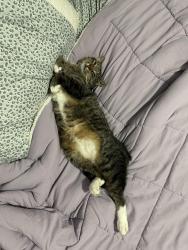 Reunited Male Cat last seen Adeline, Greece, NY 14616