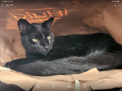 Lost Male Cat last seen Union  and Seacliffe, Kingsville, ON N9Y 3M7