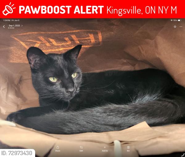 Lost Male Cat last seen Union  and Seacliffe, Kingsville, ON N9Y 3M7