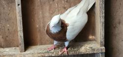 Lost Female Bird last seen Roberts Road, Greenacre, NSW 2190