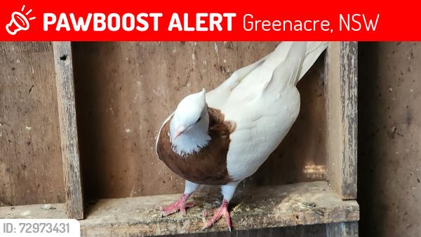 Lost Female Bird last seen Roberts Road, Greenacre, NSW 2190