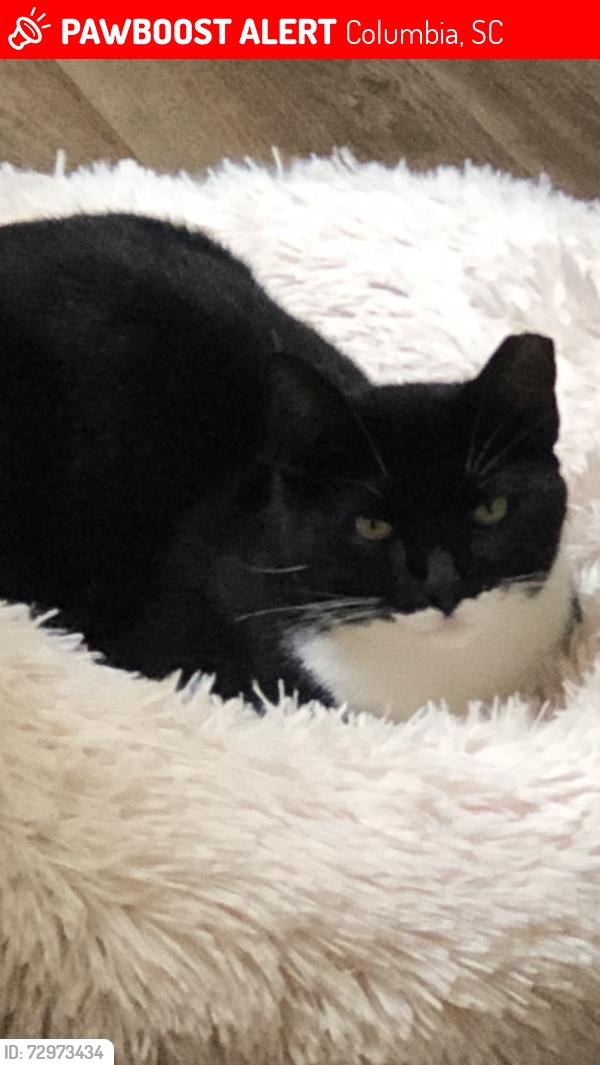 Lost Male Cat last seen Wolf circle, Columbia, SC 29204