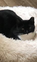Lost Male Cat last seen Wolf circle, Columbia, SC 29204