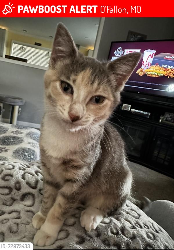 Lost Female Cat last seen Behind Walmart in O’Fallon, MO, O'Fallon, MO 63366