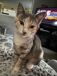Lost Female Cat last seen Behind Walmart in O’Fallon, MO, O'Fallon, MO 63366