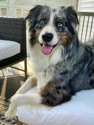 Reunited Male Dog last seen New Hope Valley Railway , New Hill, NC 27562