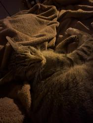 Lost Male Cat last seen Near N 75th ave , Phoenix, AZ 85033