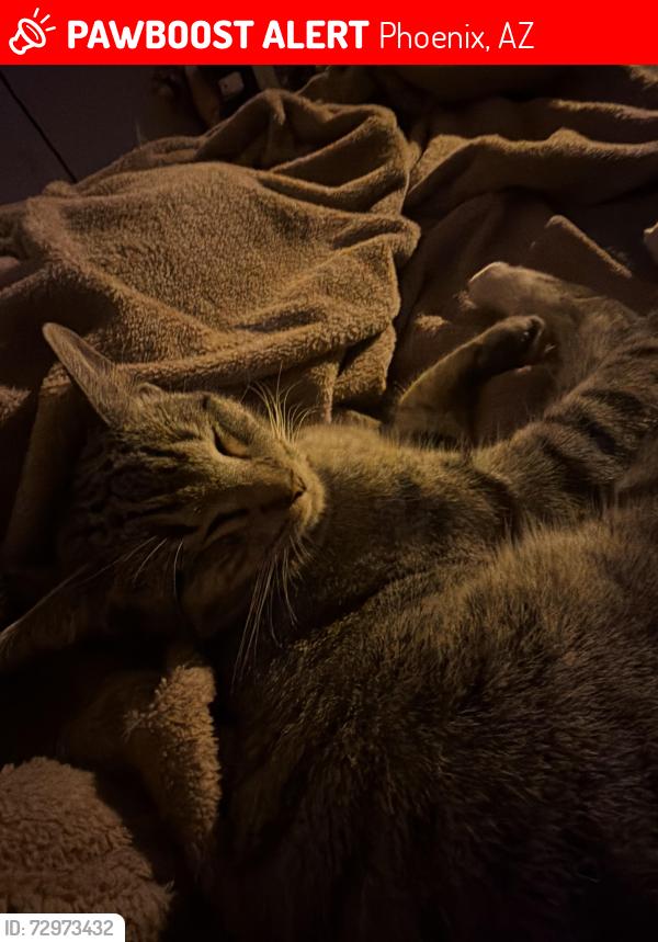 Lost Male Cat last seen Near N 75th ave , Phoenix, AZ 85033