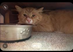 Lost Male Cat last seen Longford Crossing Development, Upper Providence Township, PA 19460