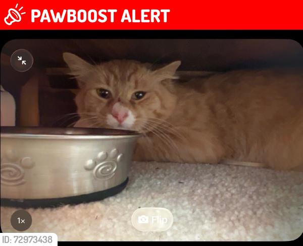 Lost Male Cat last seen Longford Crossing Development, Upper Providence Township, PA 19460