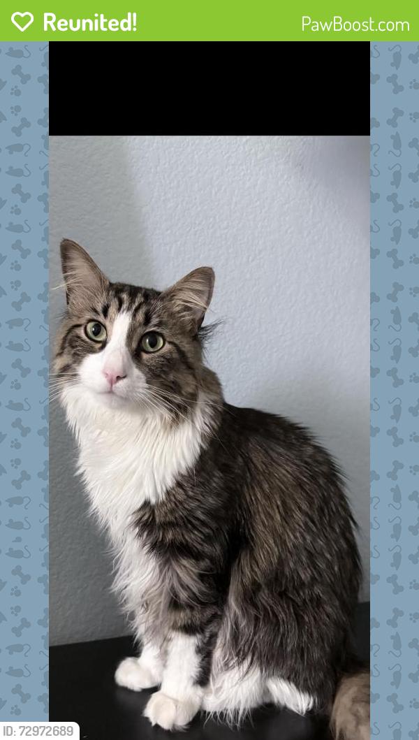Reunited Male Cat last seen Jordan and Cottonwood , Parker, CO 80134