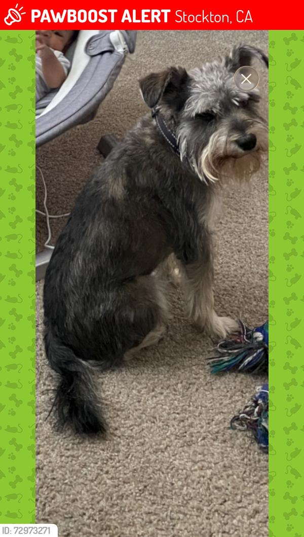 Lost Male Dog last seen Pacific and bianchi Stockton ca , Stockton, CA 95207