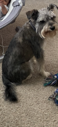 Lost Male Dog last seen Pacific and bianchi Stockton ca , Stockton, CA 95207