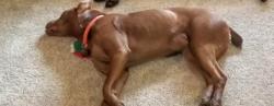 Lost Female Dog last seen Near Good Guys Classics Auto, Medical Lake, WA 99022