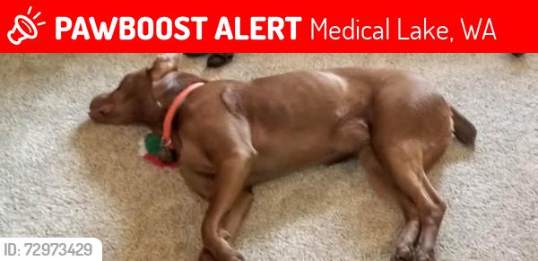 Lost Female Dog last seen Near Good Guys Classics Auto, Medical Lake, WA 99022