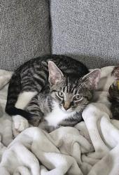Lost Male Cat last seen Near Centerpoint hosp, Independence, MO 64057