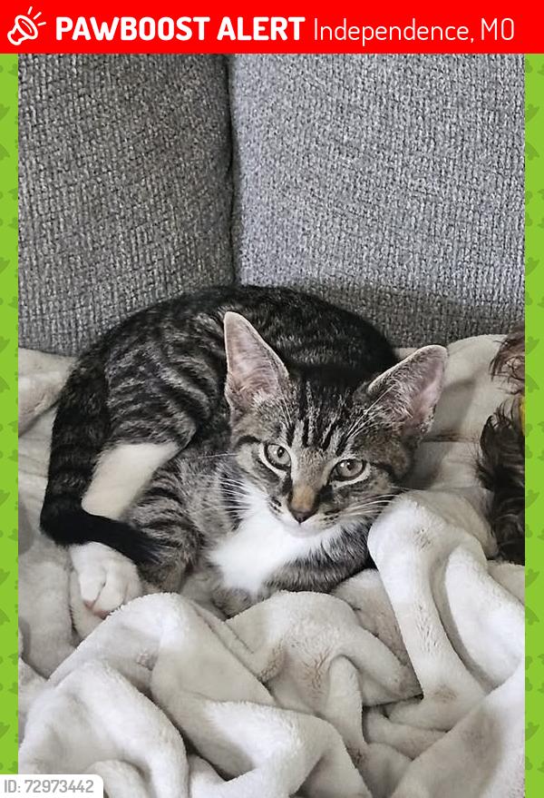 Lost Male Cat last seen Near Centerpoint hosp, Independence, MO 64057