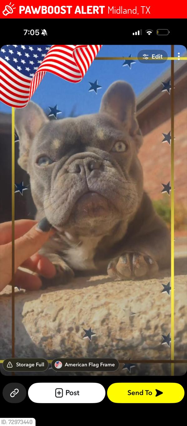 Lost Female Dog last seen Near baybrook dr, Midland, TX 79707