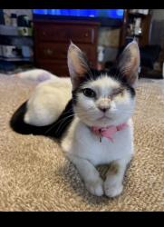 Lost Female Cat last seen griswoldville shortcut, Macon, GA 31217