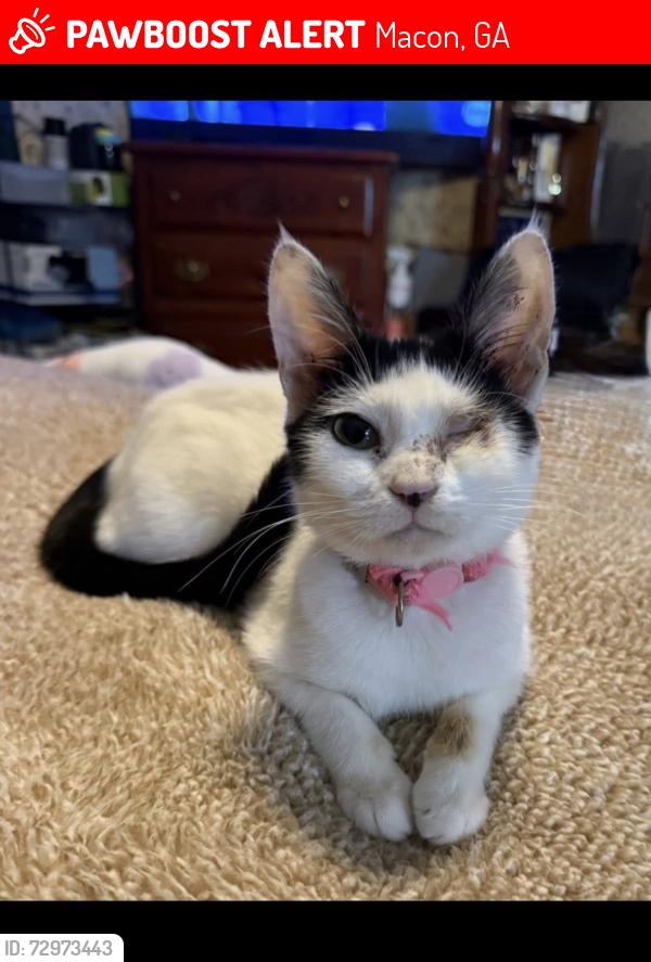 Lost Female Cat last seen griswoldville shortcut , Macon, GA 31217