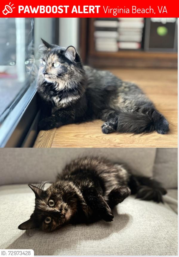 Lost Female Cat last seen La Quinta, Virginia Beach 2800 Pacific Avenue, Virginia Beach, 23451, Virginia Beach, VA 23451