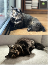 Lost Female Cat last seen La Quinta, Virginia Beach 2800 Pacific Avenue, Virginia Beach, 23451, Virginia Beach, VA 23451