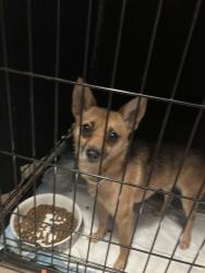 Found/Stray Female Dog last seen Sandtrap ln , San Antonio, TX 78217
