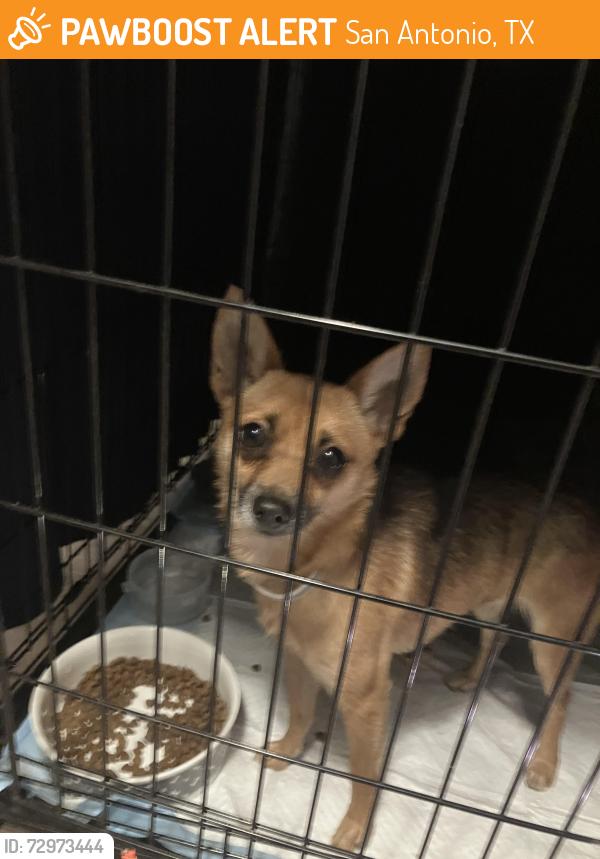 Found/Stray Female Dog last seen Sandtrap ln , San Antonio, TX 78217