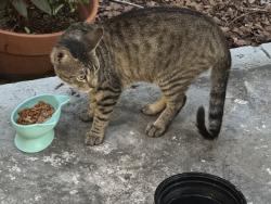 Found/Stray Unknown Cat last seen Colonial Dr & OBT 441, Orlando, FL 32804