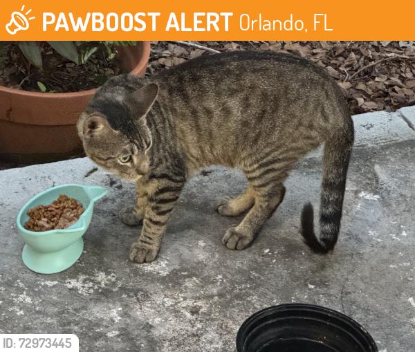 Found/Stray Unknown Cat last seen Colonial Dr & OBT 441, Orlando, FL 32804