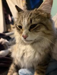 Reunited Male Cat last seen Larson & Phillips Dr, Northglenn, CO 80233