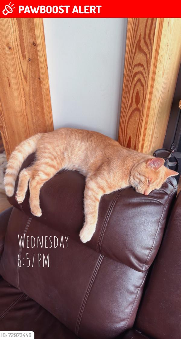 Lost Male Cat last seen Putnam rd, currybush connection, scotch bush rd, Schenectady County, NY 12306