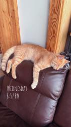 Lost Male Cat last seen Putnam rd, currybush connection, scotch bush rd, Schenectady County, NY 12306