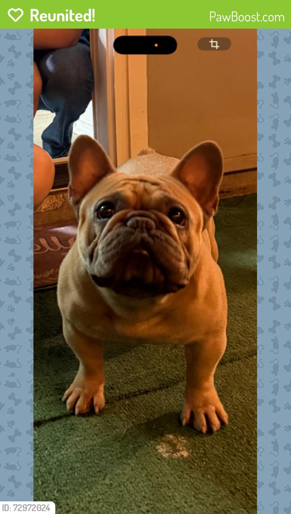 Reunited Male Dog last seen Furneaux & Rosemeade, Carrollton, TX 75007