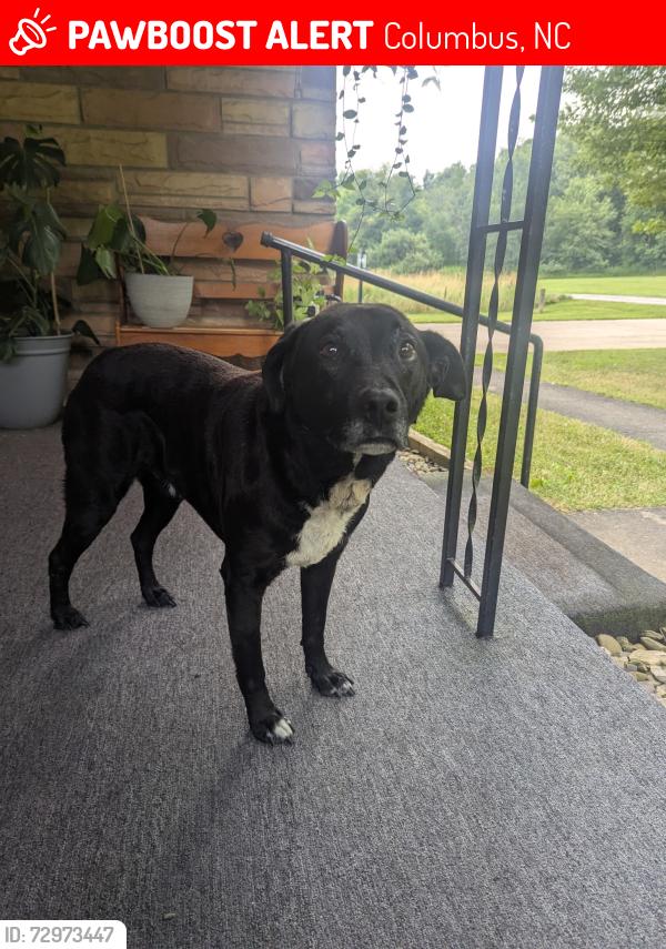 Lost Male Dog last seen Old hwy 19 & sunshine lane, Columbus, NC 28722